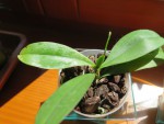 aeranis citrata.jpg