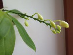 ph.tetraspis C1.jpg