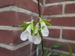 encyclia mariae x citrina.jpg