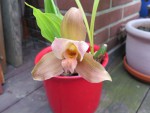 hybridní lycaste.jpg