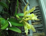 Cattleya forbesii x Rhyncholaelia digbyana fimbripetala.jpg