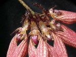 Bulbo. Lovely Eisabeth_detail.jpg