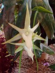 Angraecum sesquipedale.JPG