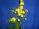 oncidium m.jpg