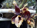 Stanhopea tigrina_2016.jpg