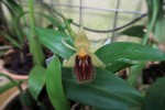 Coelogyne stenophylla.jpg