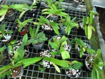 Paph..jpg