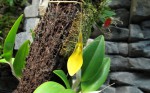 Restrepia brachypus yellow.jpg