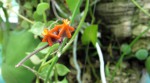 Dischidia astephana f.jpg