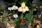 IMG_3509 Paph. hangianum 2.jpg