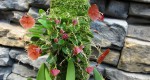 Lepanthes telipogoniflo​ra Platystele umbellata.jpg