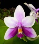 Phalaenopsis Samera.jpg