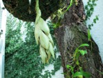 Stanhopea wardii.jpg