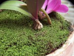 Dendr. laevifolium _pahlíza.jpg