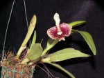 Epidendrum kockii.jpg