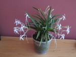 neofinetia falcata.jpg