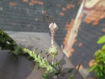 ceropegia simoneae.jpg