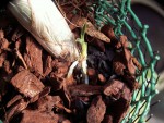 Catasetum schmid_výhon1.jpg