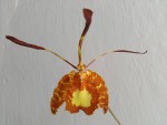 Psychopsis papilio.jpg