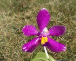 DSCN0112.v02.JPG