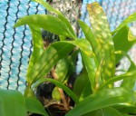 Coelogyne fimbriata 11.9.16 - 1.JPG