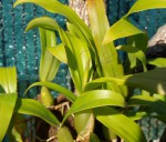 Coelogyne fimbriata 11.9_1.JPG