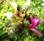 Dendrobium laevifolium 11.9.16 - 1_1.JPG