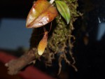 Restrepia trichoglossa 14.9.16 - 4_3.JPG