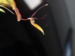 Restrepia trichoglossa 14.9.16 - 9_4.JPG