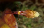 Restrepia trichoglossa 14.9_5.JPG