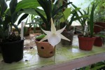 Angraecum White beauty.jpg