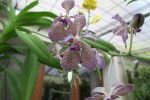 Vanda Gilbert Triboulet.jpg