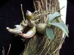 Dendrobium bellatulum.jpg