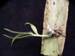 Dendrobium lamylae.jpg
