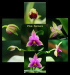 Phal. Samera.jpg