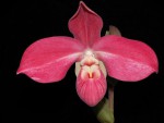 Phragmipedium Cirila Alca.jpg