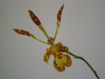 Psychopsis versteegianum (2).JPG