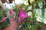 Laelia gouldiana.jpg