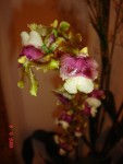 oncidium-asi.jpg