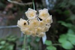 Hoya blashernandesii.jpg