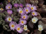 Conophytum sp..jpg