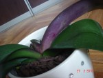 Phalaenopsis 2..jpg