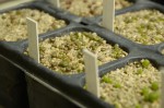 Lithops seedlings.jpg