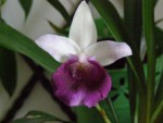 Cochleanthes hybrid (6).JPG