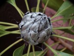 Protea cynaroides_jaro2016.jpg