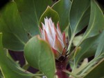 Protea cynaroides_podzim2016.jpg