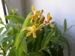 Epidendrum (hybrid).JPG