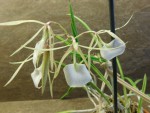 Brassavola nodosa.JPG