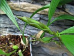 Coelogyne mayeriana.jpg