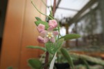 Hoya thomsonii.jpg